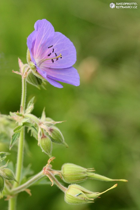 Kakost luční (Geranium pratense)2