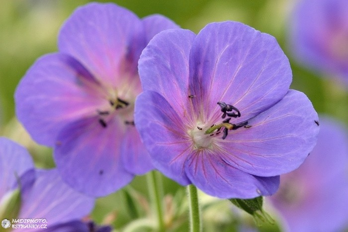 Kakost luční (Geranium pratense)1