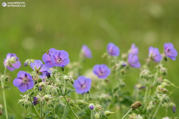 Kakost luční (Geranium pratense)