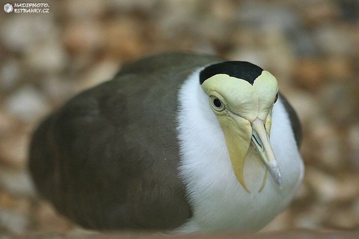 Čejka australská (Vanellus miles) - Zoo Plzeň