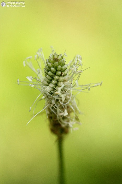 Jitrocel kopinatý (Plantago lanceolata)