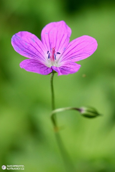 Kakost krvavý (Geranium sanguineum)