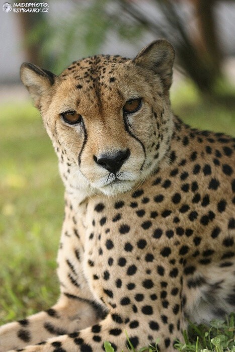 Gepard štíhlý (Acinonyx jubatus) 1 - Zoo Ústí nad Labem