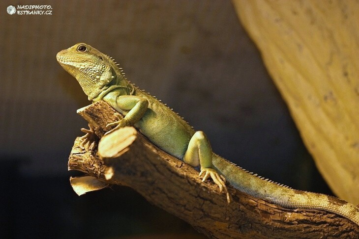 Agama kočinčinská (Physiguathus cocincinus) - Zoo Ústí nad Labem