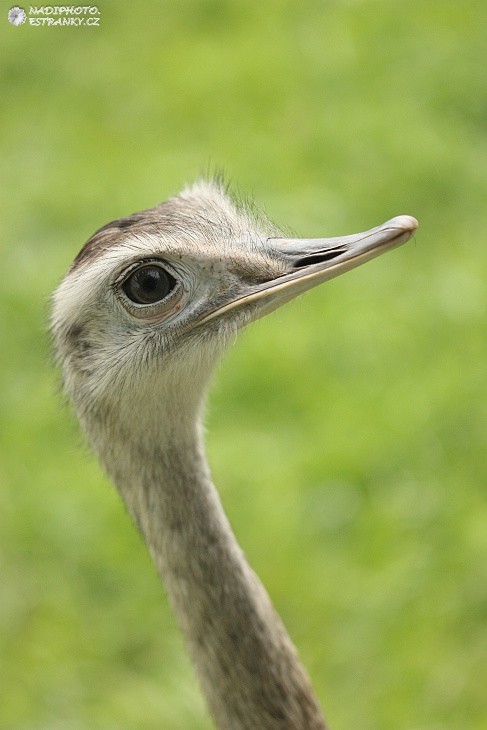 Nandu pampový (Rhea americana) - Zoo Ústí nad Labem