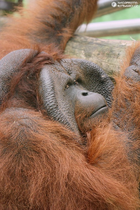 Orangutan (Pogo pygmarus) 1 - Zoo Ústí nad Labem