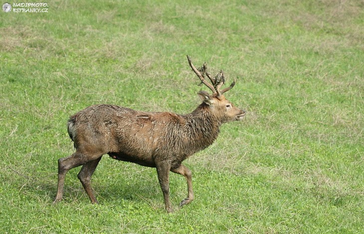 Sika vietmanský (Cervus nippon pseudaxis) 1 - Zoo Ústí nad Labem