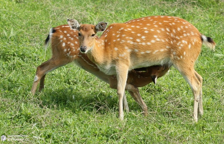 Sika vietmanský (Cervus nippon pseudaxis) - Zoo Ústí nad Labem