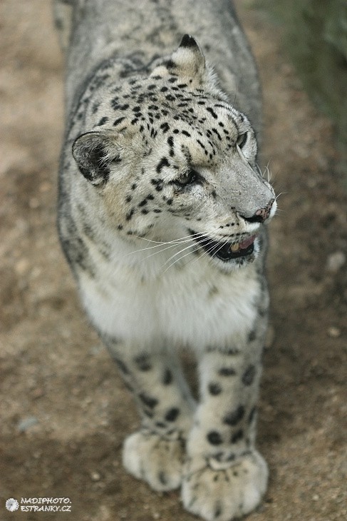 Levhart sněžný (panthera uncia) 2 - Zoo Ústí nad Labem