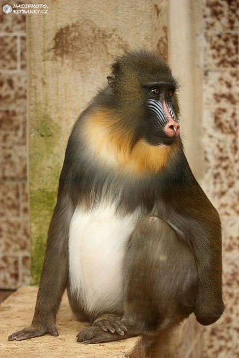 Mandril rýholící (mandrillus sphinx) - Zoo Ústí nad Labem