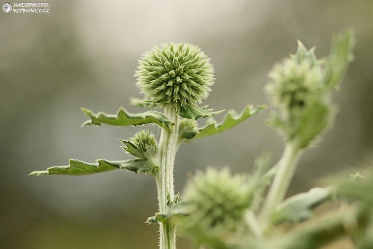 Bělotrn kulatohlavý (Echinops sphaerocephalus)