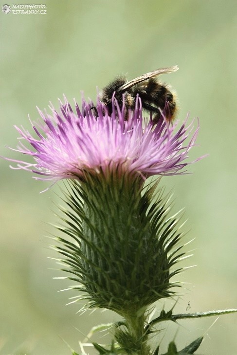 Ostropes trubil (Onopordum acanthium)