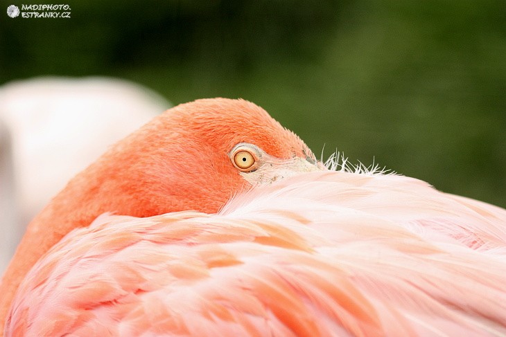 Plameňák (phoenicopterus)1 - Zoo Dvůr Králové