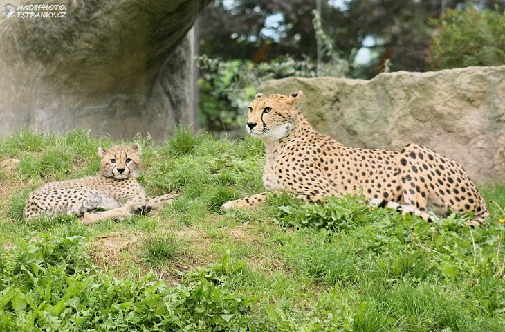 Gepard štíhlý (Acinonyx jubatus) - Zoo Dvůr Králové