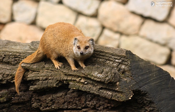 Mangusta liščí (Cinyctis penicillata)4 - Zoo Praha