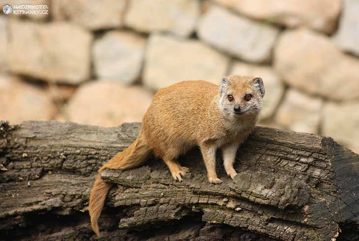 Mangusta liščí (Cinyctis penicillata)3 - Zoo Praha