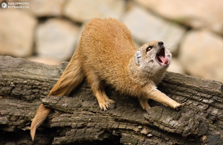 Mangusta liščí (Cinyctis penicillata)2 - Zoo Praha