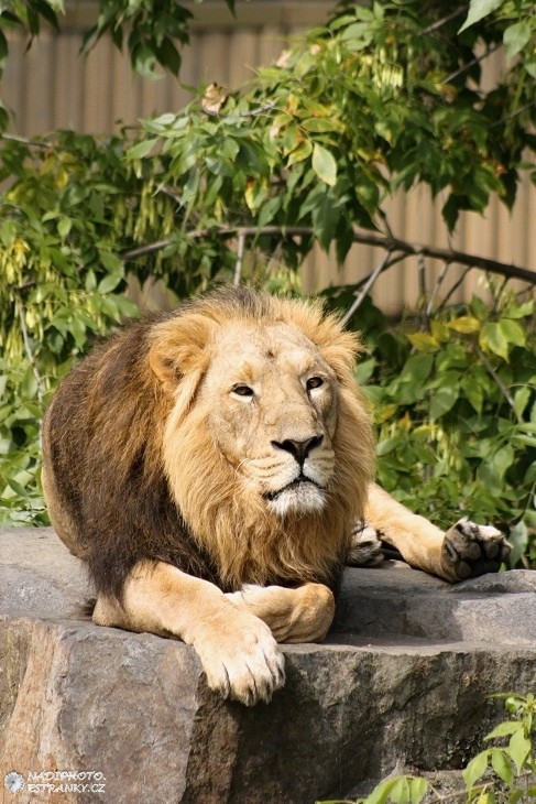 Lev pustinný (Panthera leo) - Zoo Praha