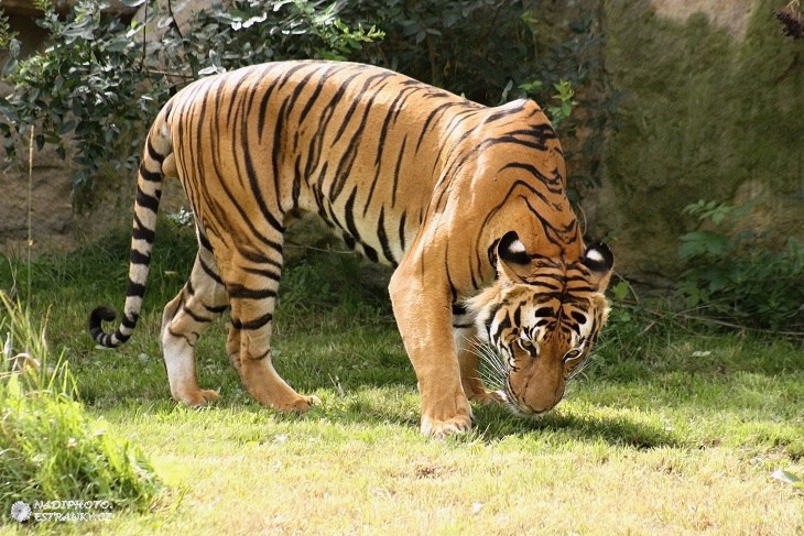 Tygr sumaterský (Panthera tigris sumatrae) - Zoo Praha