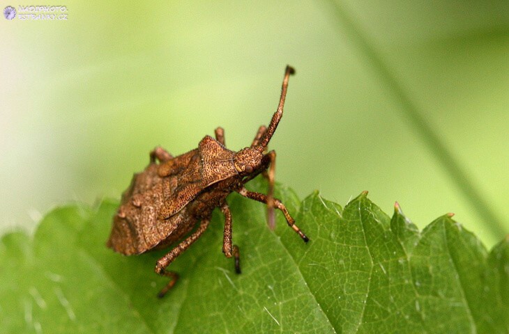 Vroubenka smrdutá (Coreus marginatus)