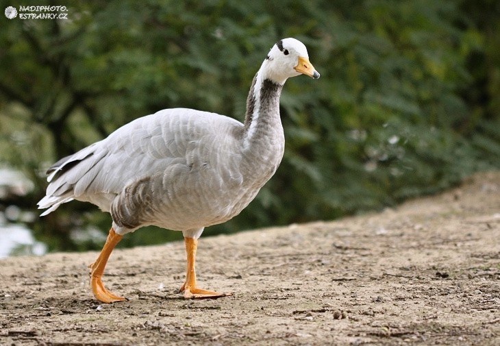 Husa Indická (Anser indicus)5 - Zoopark Chomutov