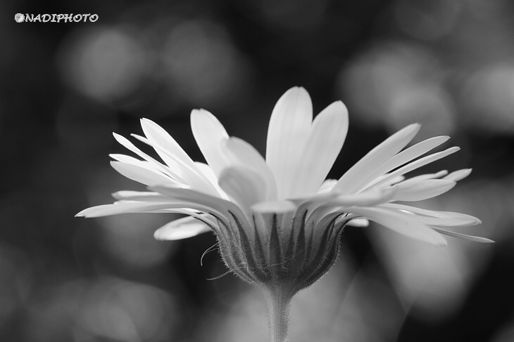 Měsíček lékařský (Calendula officinalis)4