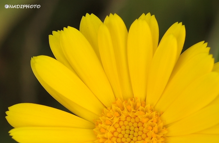 Měsíček lékařský (Calendula officinalis)3