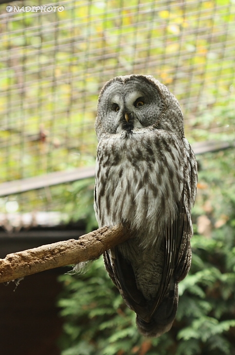 Puštík bradatý (strix nebulosa)4 - Zoopark Chomutov