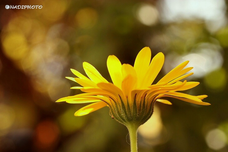 Měsíček lékařský (Calendula officinalis)