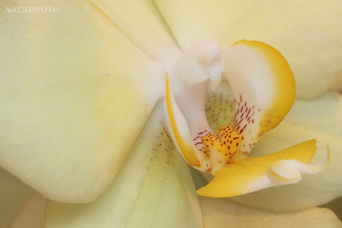 Phalenopsis