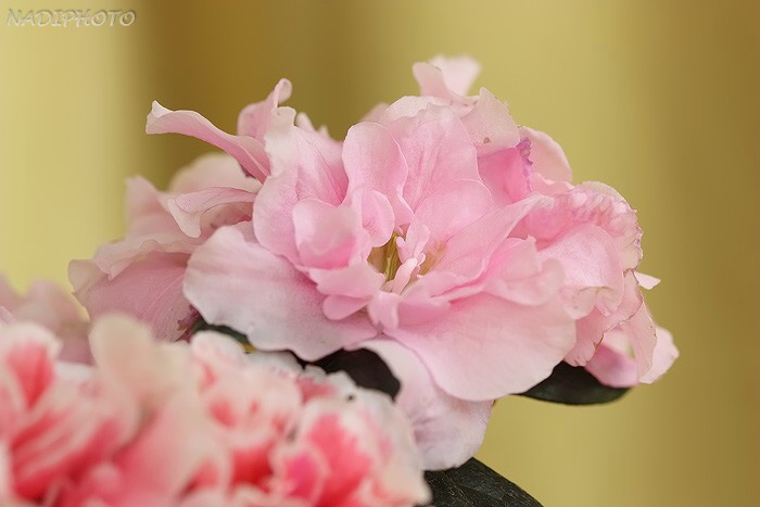 Azalka - Azalea 2 