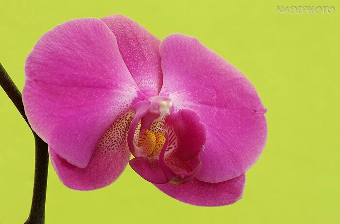 Phalenopsis 1