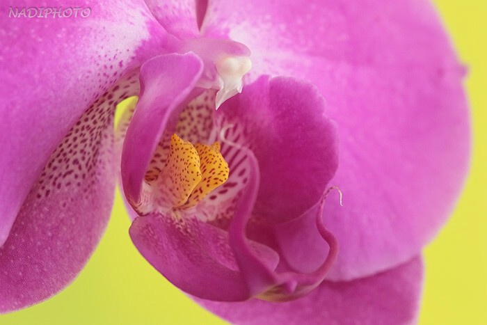 Phalenopsis 2