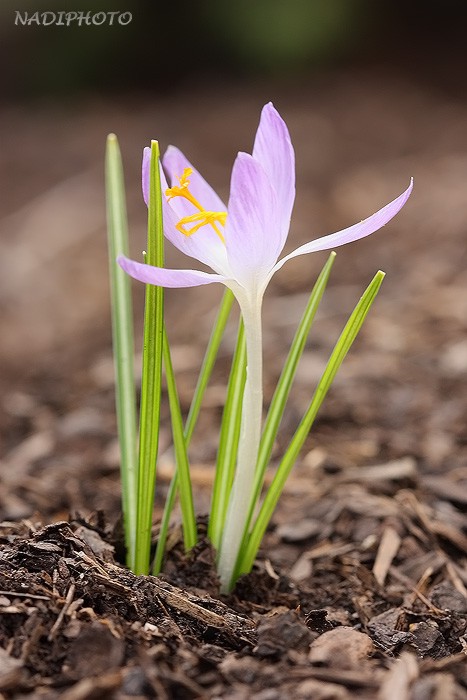 Krokus jarní (Crocus vernus) (šafrán jarní) - Červený Hrádek