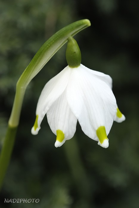 Bledule jarní (Leucojum vernum) 3 - Červený Hrádek