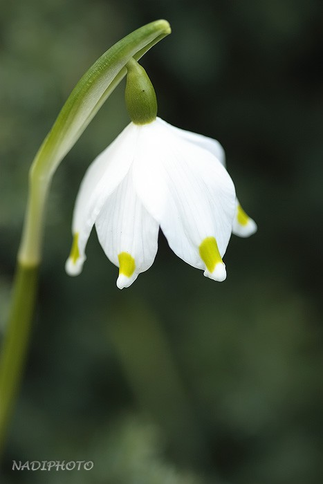 Bledule jarní (Leucojum vernum) 2 - Červený Hrádek