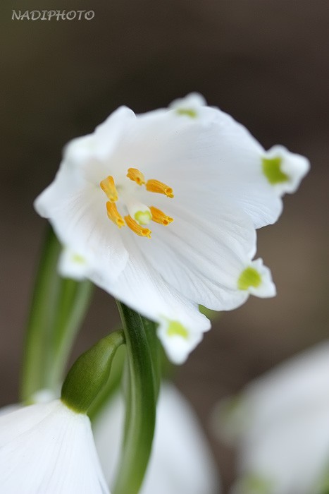 Bledule jarní (Leucojum vernum) 1 - Červený Hrádek