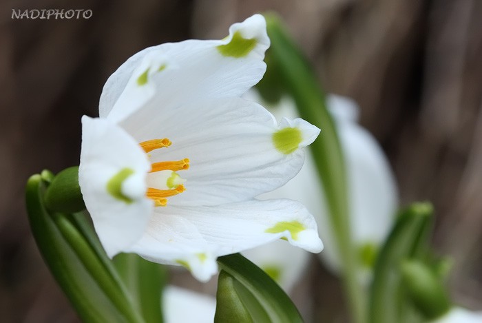 Bledule jarní (Leucojum vernum) - Červený Hrádek