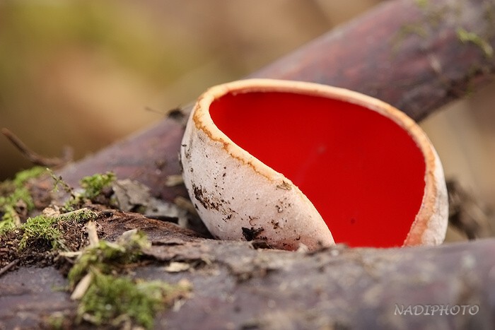 Ohnivec rakouský (sarcoscypha austriaca)2 - Bezručovo údolí