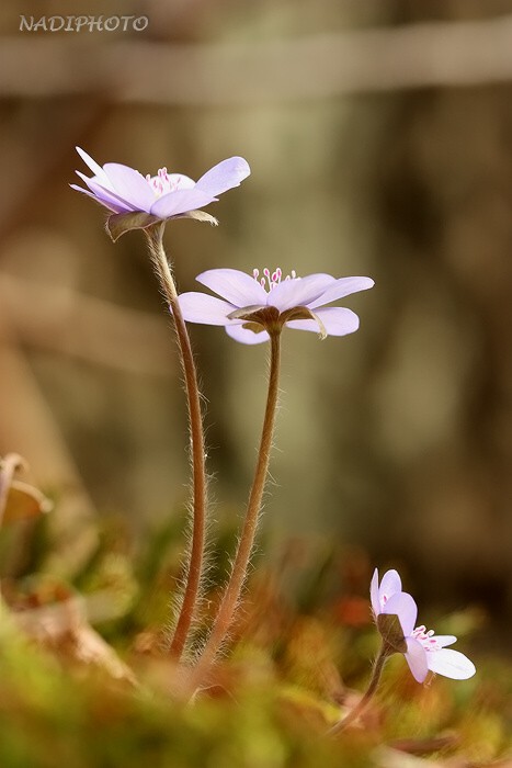 Jaterník podléška (hepatica nobilis)10 - Bezručovo údolí