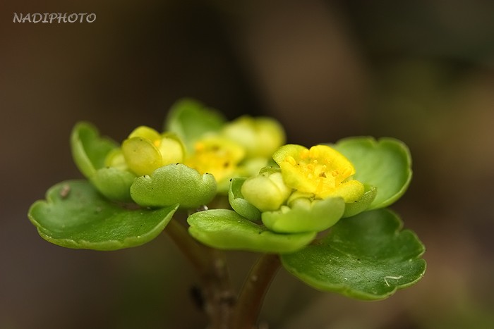 Mokrýš střídavolistý (Chrysosplenium alternifolium)1 - Bezručovo údolí