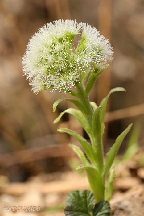 Devětsil bílý (Petasites albus)