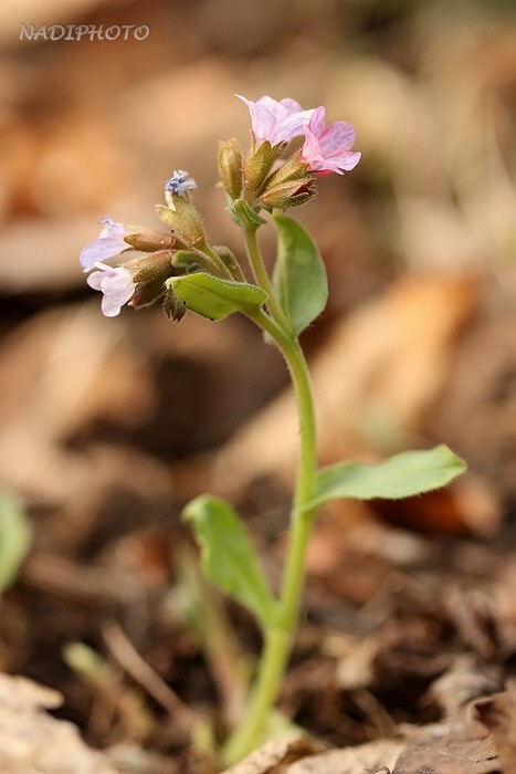 Plicnik lékařský (pulmonaria officinalis)1 - Bezručovo údolí