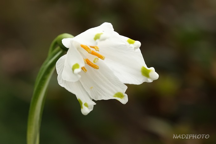 Bledule jarní (Leucojum vernum)1 - Červený Hrádek