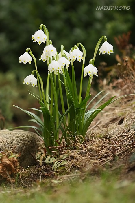 Bledule jarní (Leucojum vernum)2 - Červený Hrádek