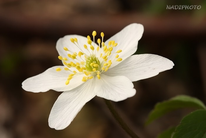 Sasanka hajní (Anemone nemorosa)12 - Vysoká Pec