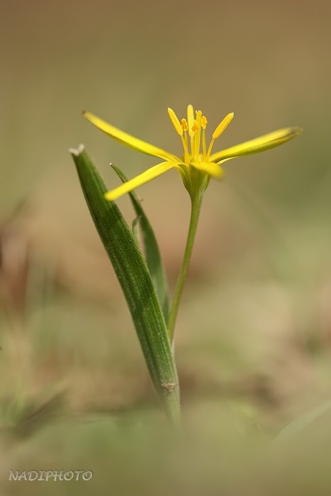 Křivatec luční (Gagea pratensis) - Vysoká pec