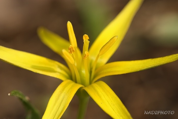 Křivatec luční (Gagea pratensis)1 - Vysoká pec