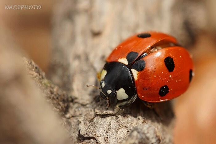 Slunéčko sedmitečné (Coccinella septempunctata)3 Vysoká pec