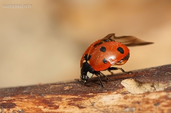 Slunéčko sedmitečné (Coccinella septempunctata)2 Vysoká pec